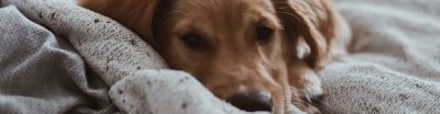 Dog on hotel room bed